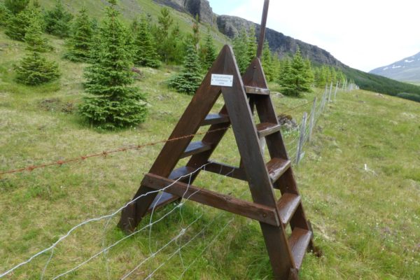 jolatrjaareit felagsins i Brynjudal - Skograekt Gardabaejar00002