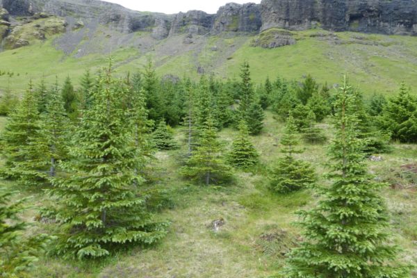 jolatrjaareit felagsins i Brynjudal - Skograekt Gardabaejar00003